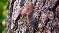 netopýr bat-1695186 1280